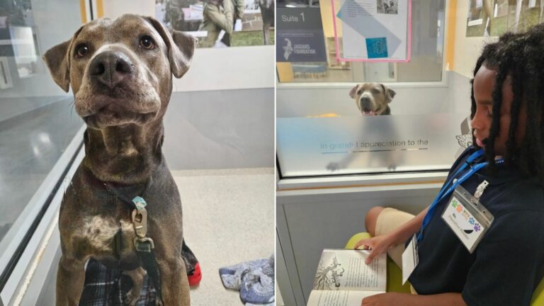 dog transforms when see the book