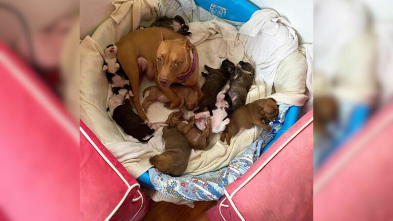 adopted foster puppies