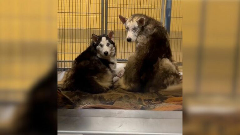 Three Scared Husky Siblings Awaiting Euthanasia