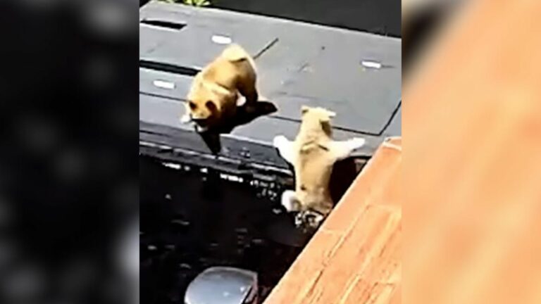 pomeranian fals into fish pond