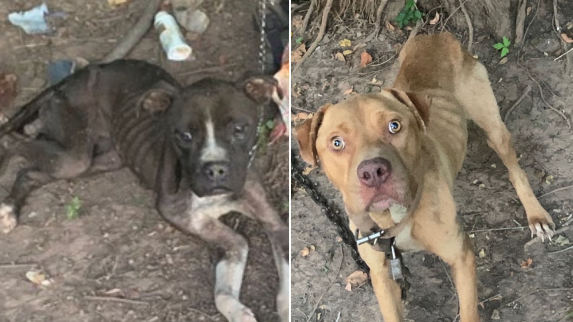 Rescuers Were Shocked By How These 2 Starving Dogs Looked Like So They Rushed To Help