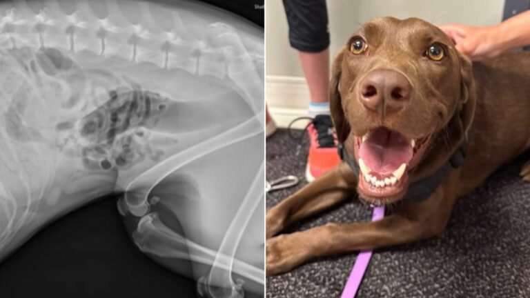 Unwell Dog Brought In For X-Ray