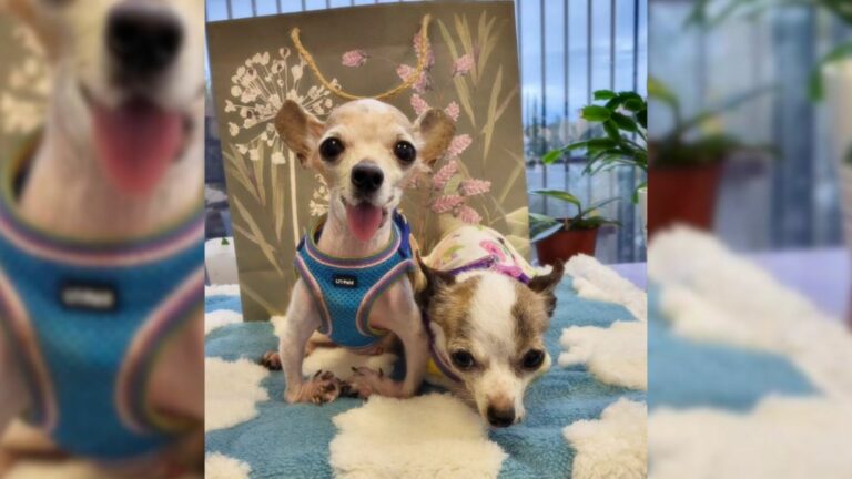 two chihuahuas