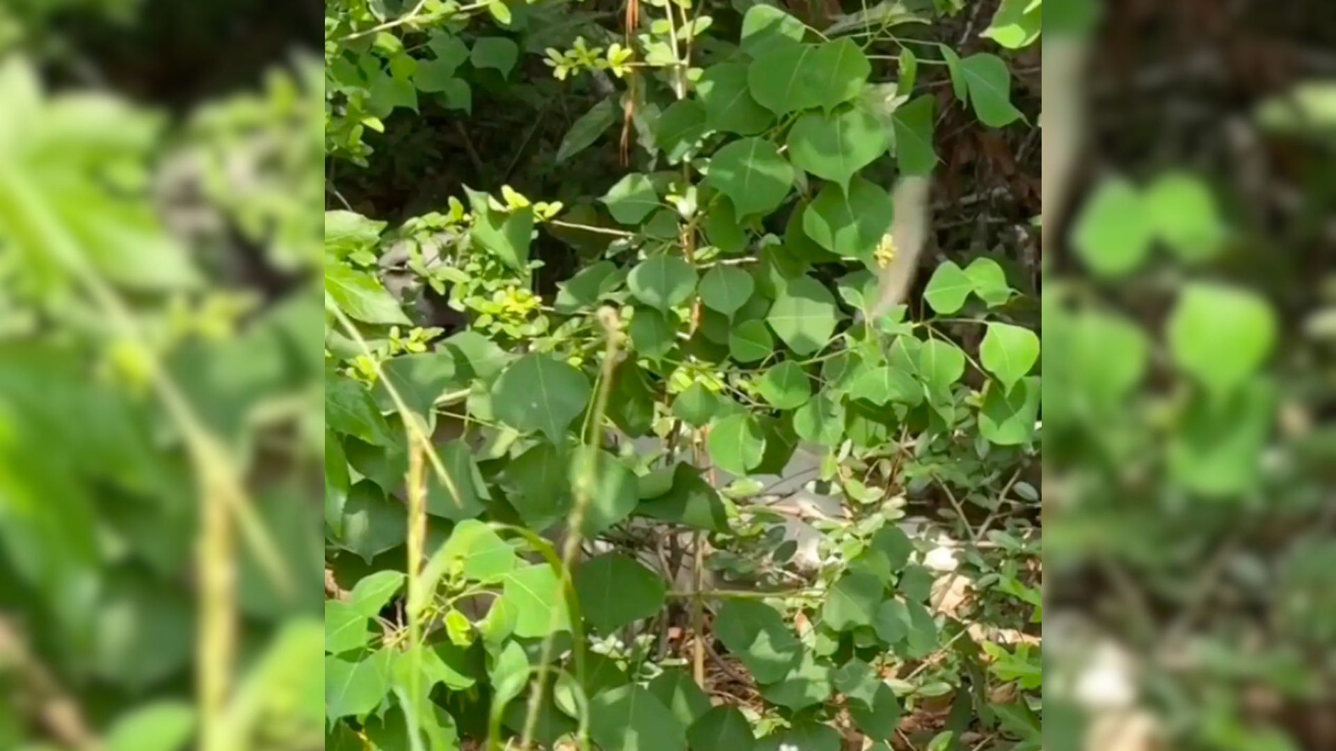 Dog in bushes