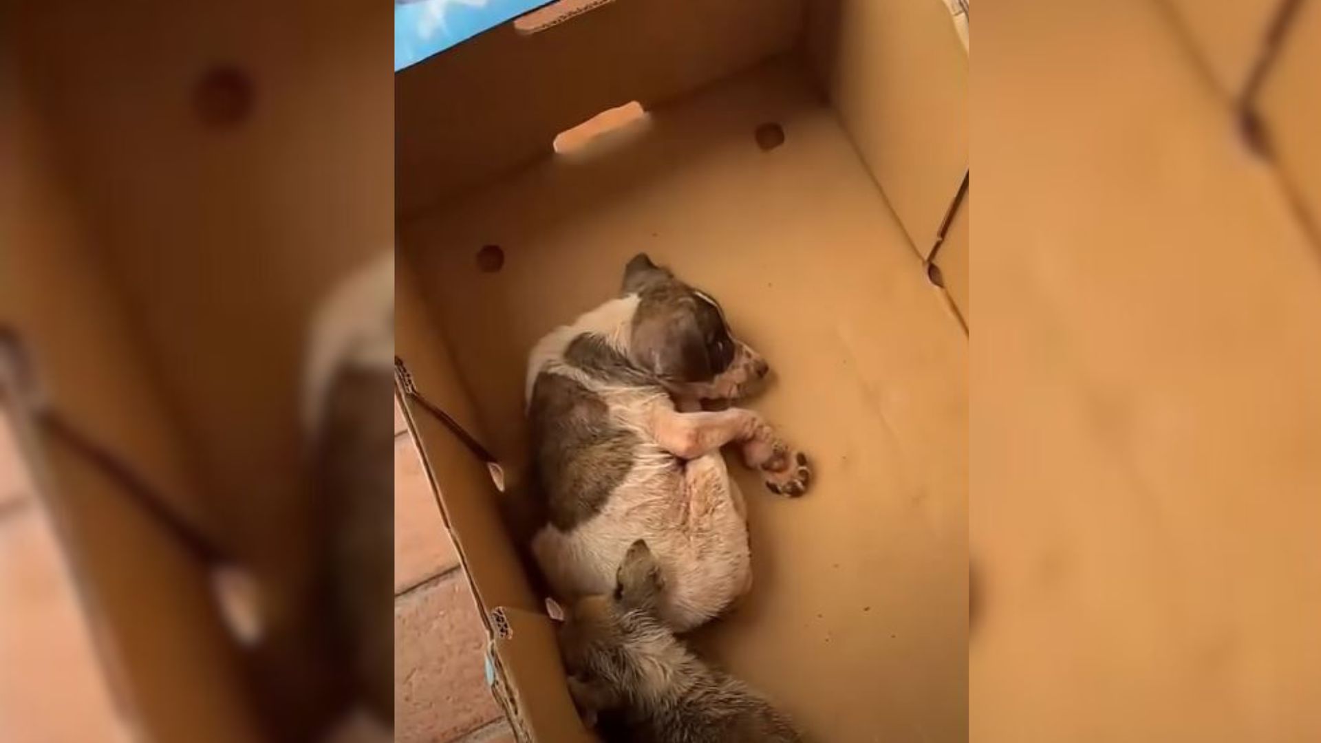 Woman Hears Strange Noise In Trash Can So She Decides To Investigate