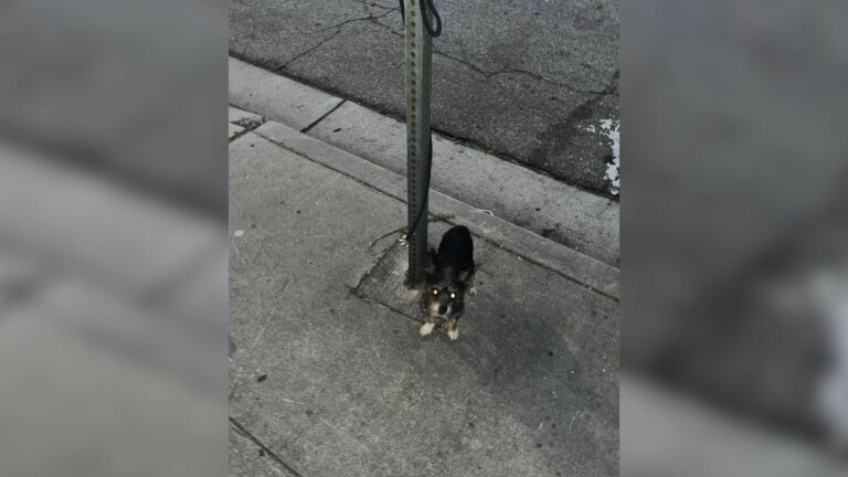 dog tied to a pole