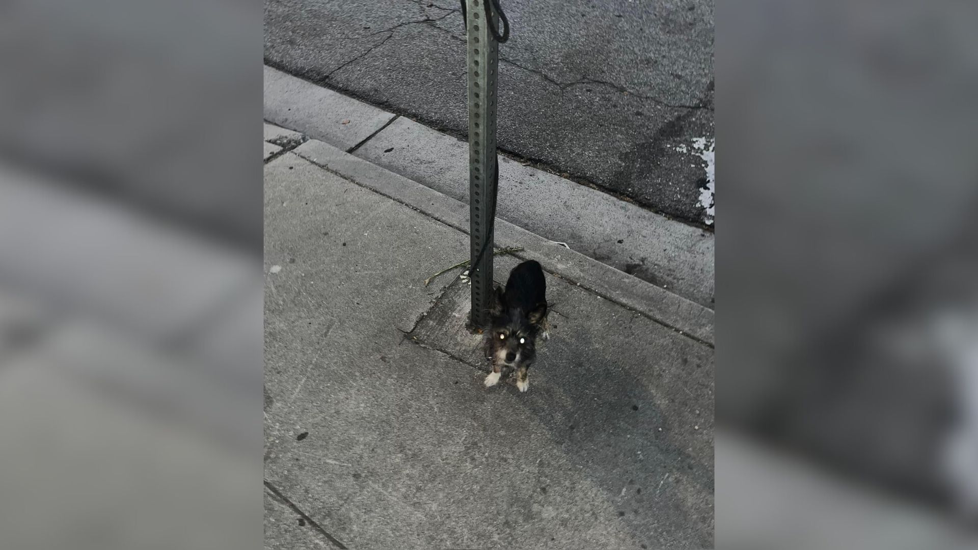 Woman Was Stunned After Finding This Poor Dog Tied To A Pole On The Street