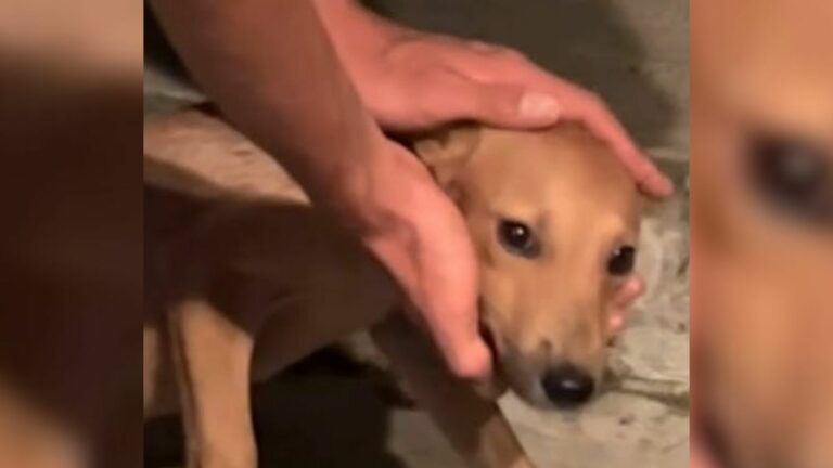Woman On Holiday Noticed A Little Pup Abused