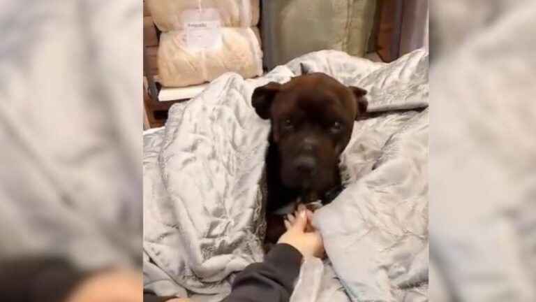 dog jumped into the blankets