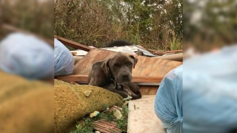 Dog in trash pile