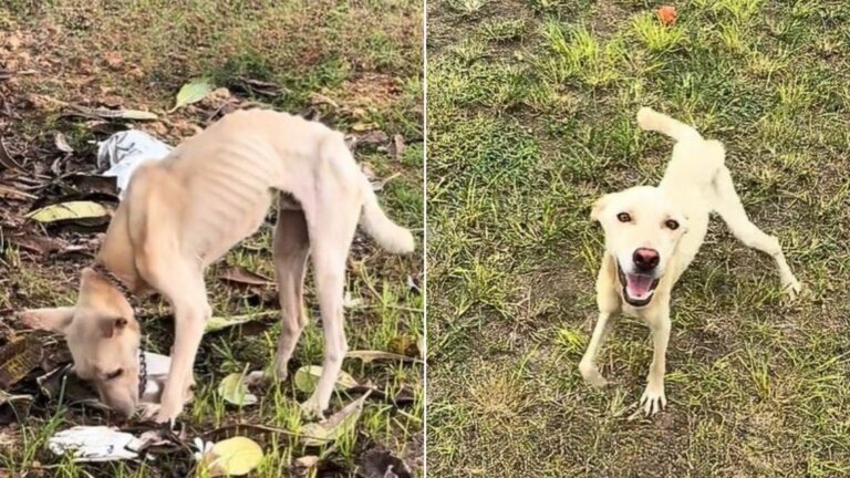 Woman Shocked To Find A Starving Pup Chained To A Tree In A Yard