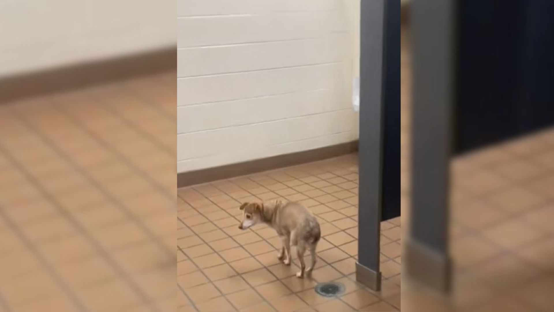 Woman Took Her Blind, Deaf Dog To The School