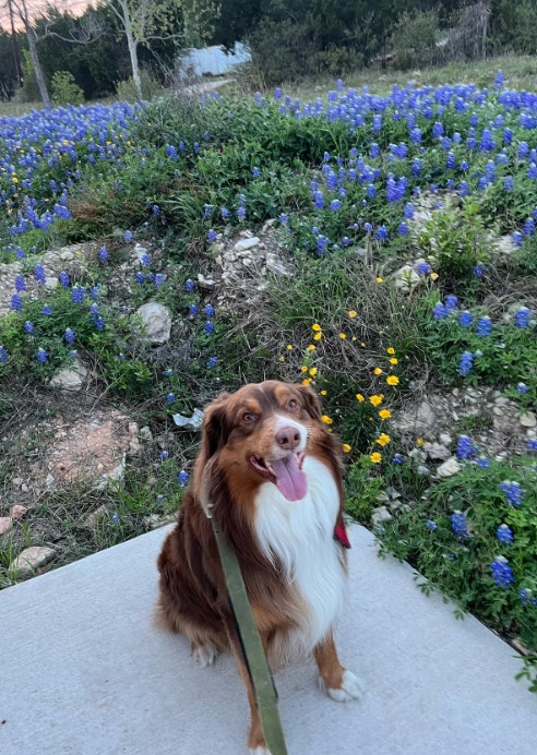 a happy dog with its tongue out is sitting on the pavement
