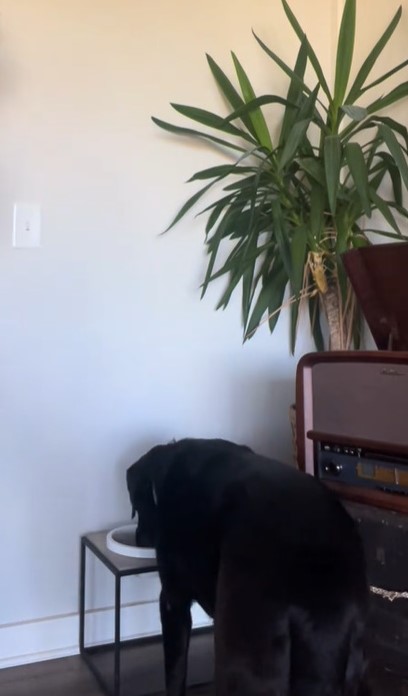 black dog eating a food