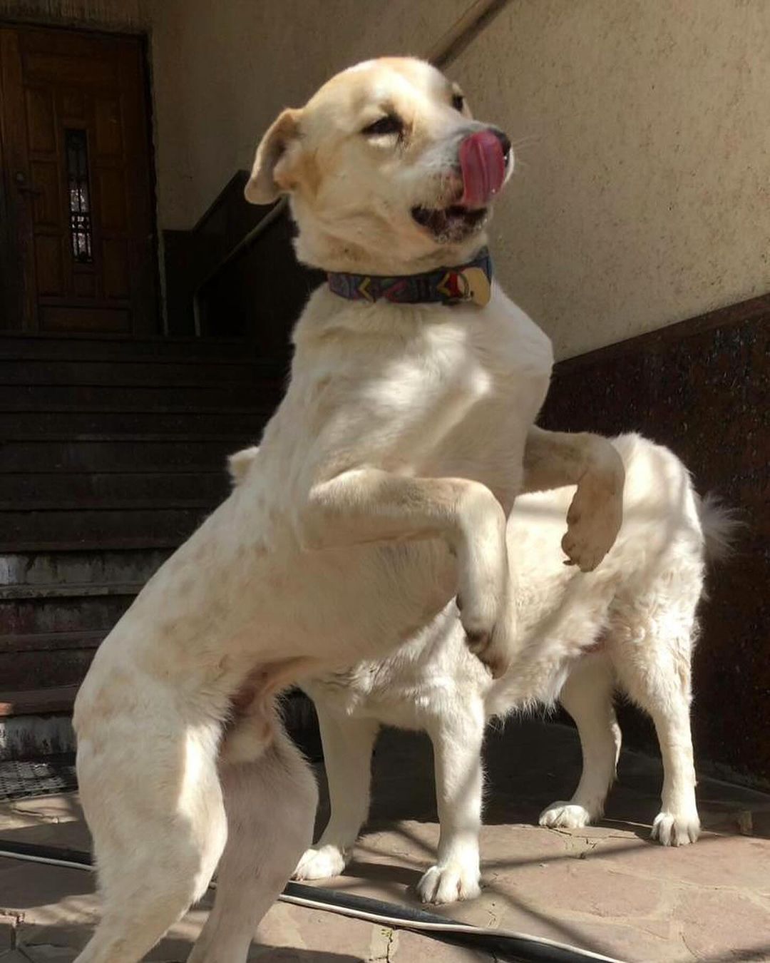 dog jumping
