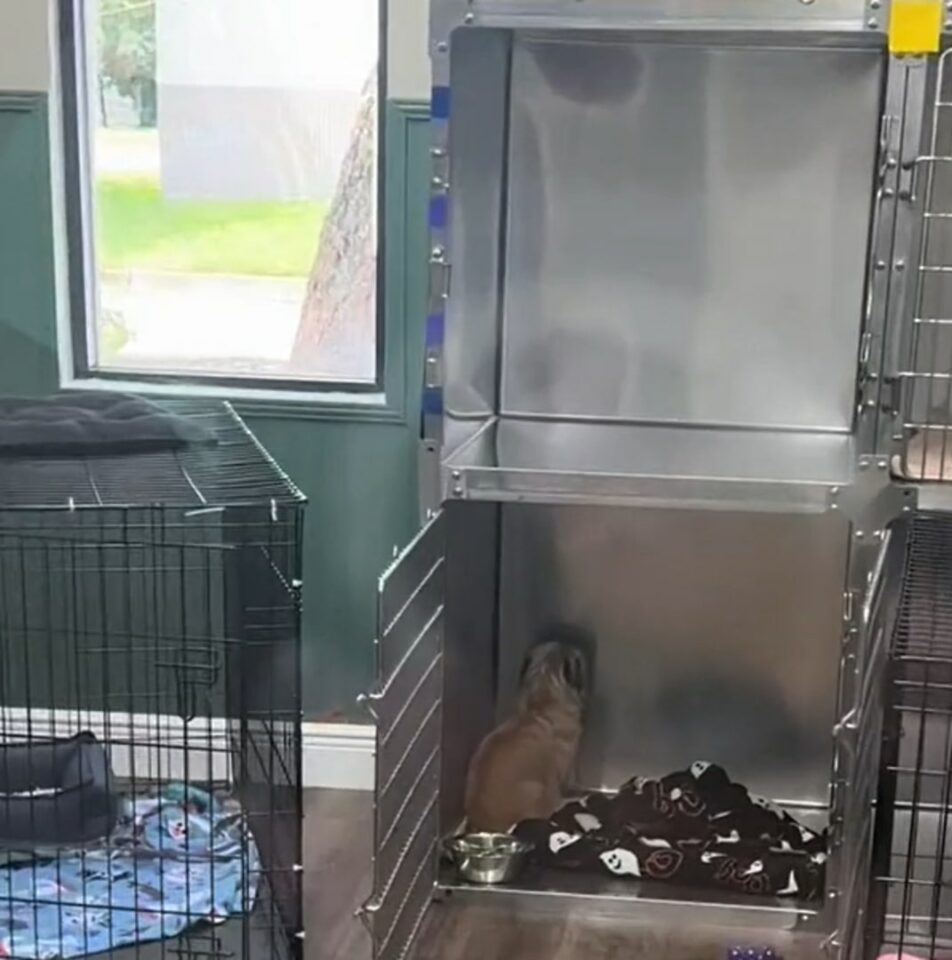 BrokenHearted Shelter Dog Sits Facing The Wall For Hours After Giving