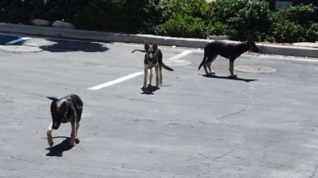 three dogs on the street