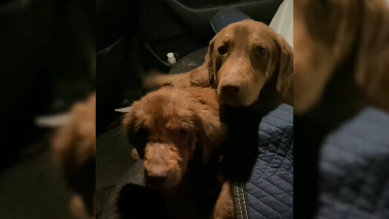2 Sweet Stray Dogs Found Living Under A House