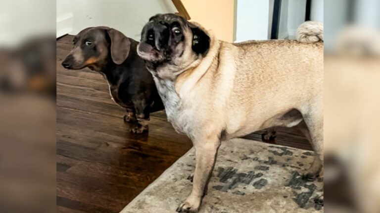 dog screaming