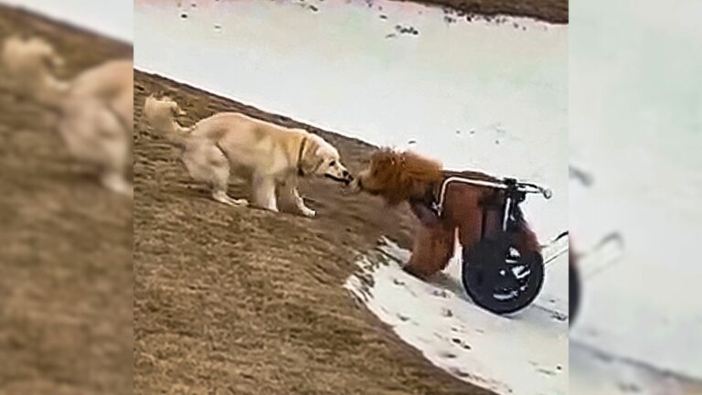 disabled dog and his sister