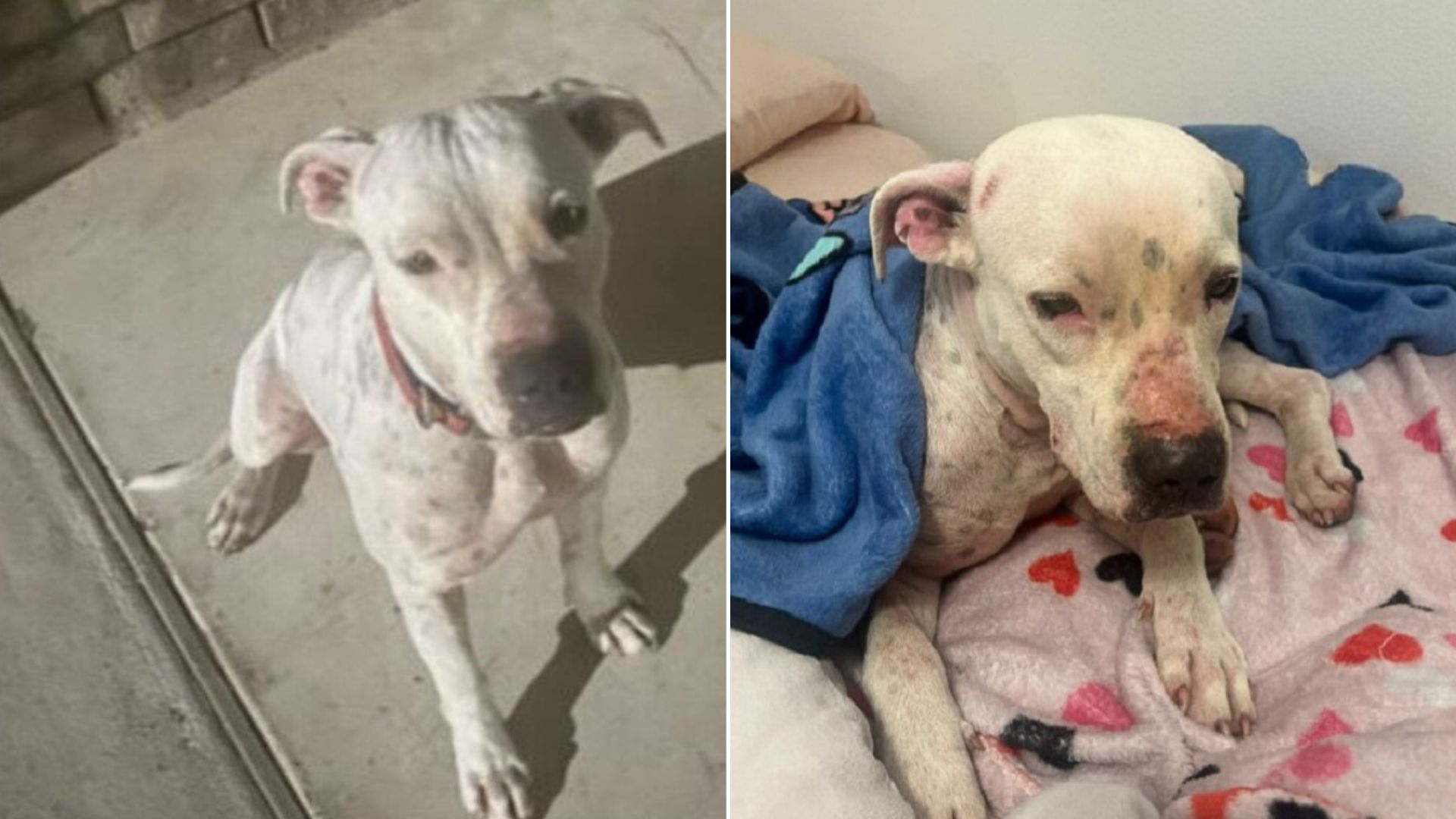Desperate Stray Dog Came To A Random Woman’s Doorstep And Begged Her To Help Her