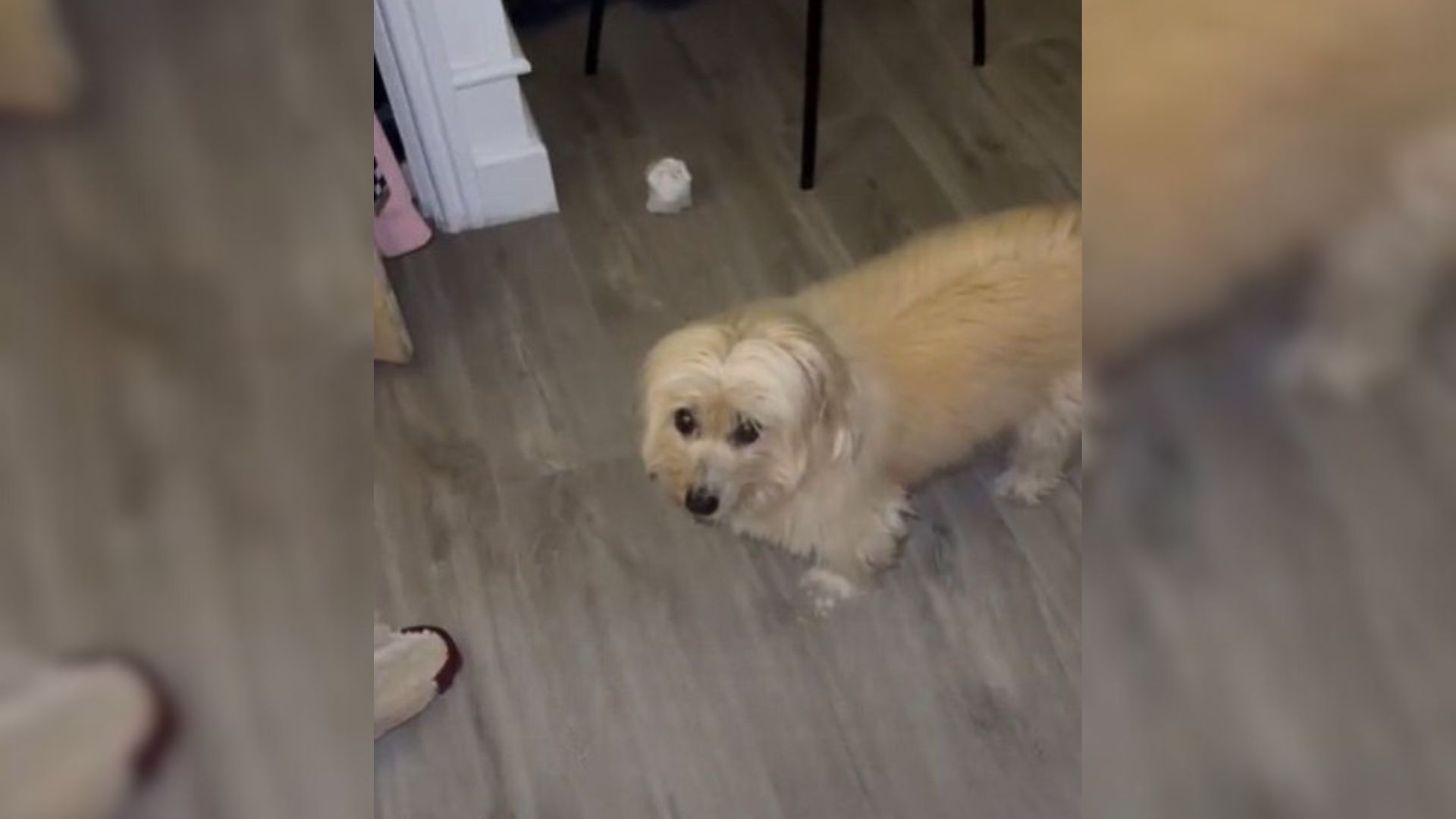 Witness This Senior Dog’s Adorable Bedtime Habit That Will Absolutely Make Your Day
