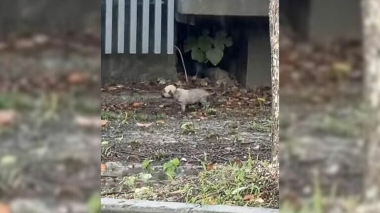 tiny stray puppy