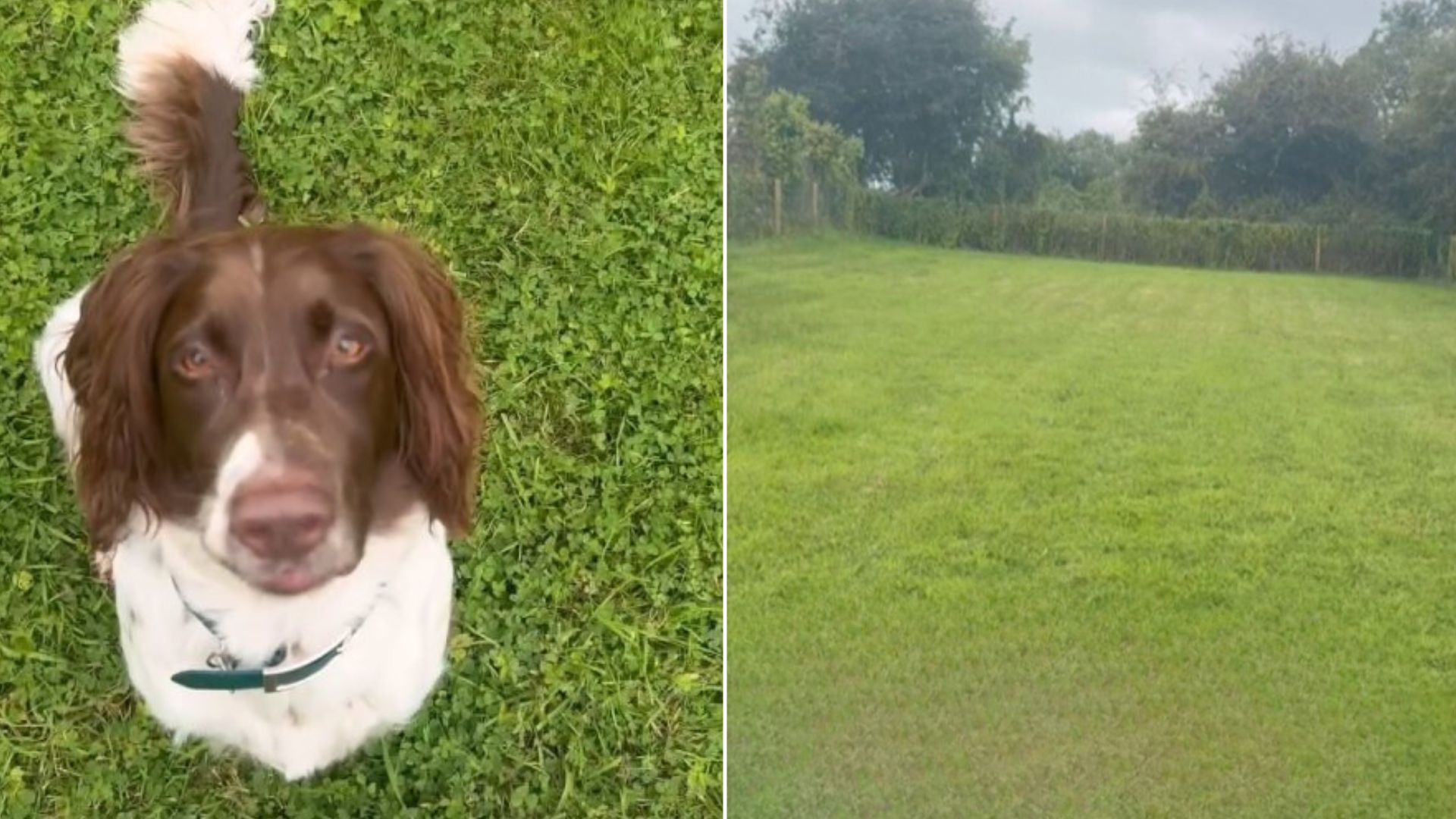 Woman Was Happy To Buy A House With A Yard For Her Dog Only For Something Unexpected To Happen