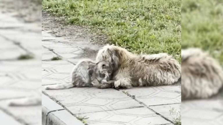 dog and cat laying together after being abandoned