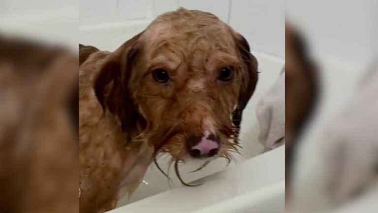 cute dog bathing