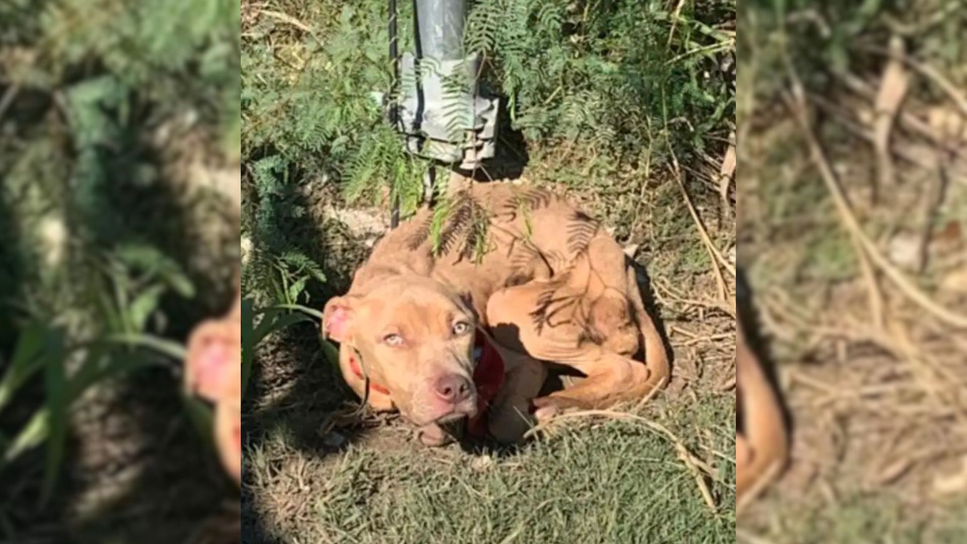 Dog Cruelly Tied To A Pole In Texas Was On The Edge, Until Rescuers Arrived