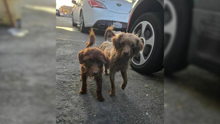 two dogs