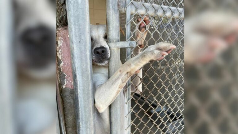 pup in a kennel