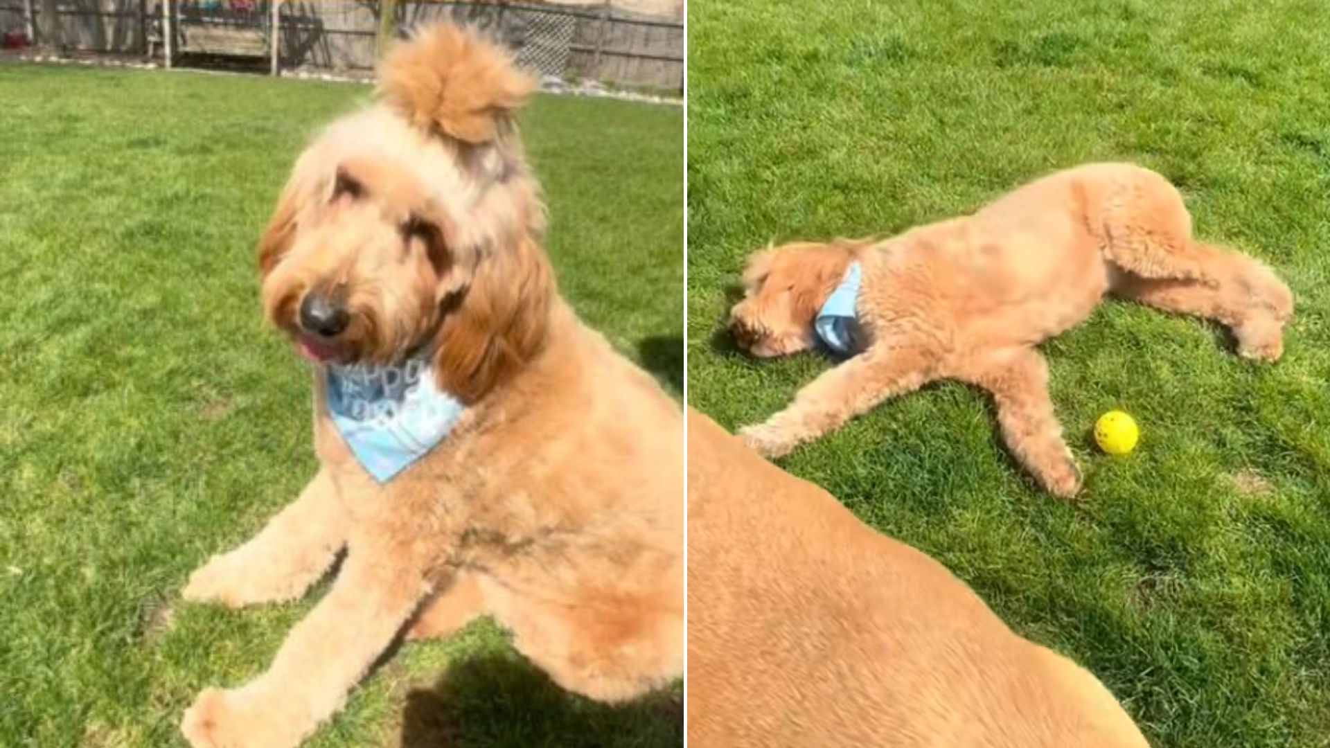 Witness This Dog’s Rare Condition That Makes Him Fall Asleep During His Playdate