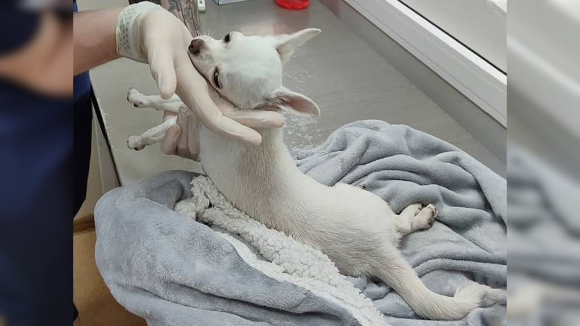 Abused Pup Just Wanted To Be Loved, But Then A Kind Person Gave Him A New Chance