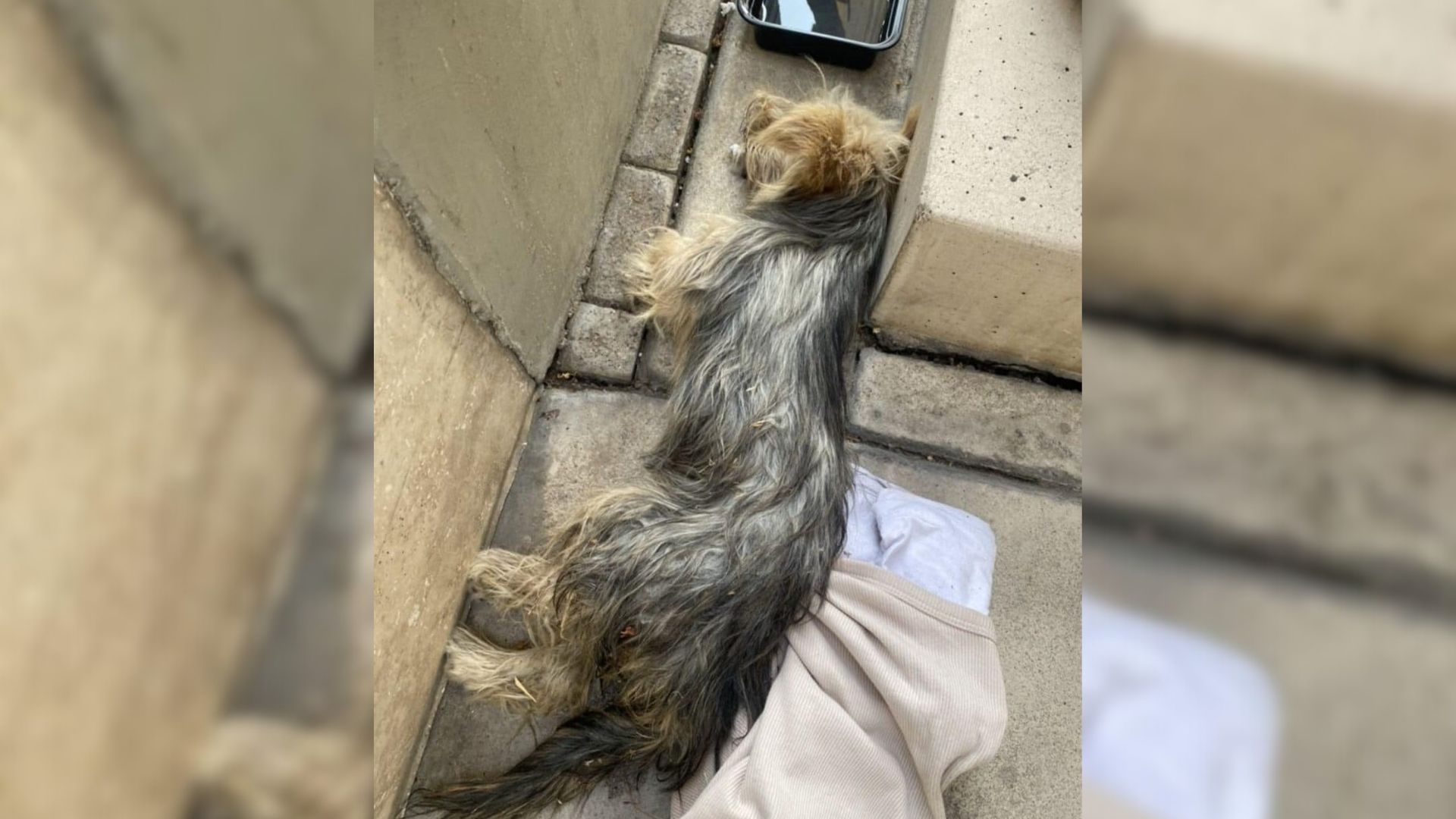 Badly Injured Dog Found Lying Outside A Theater Leaves Woman In Tears With Heartbreaking Ending