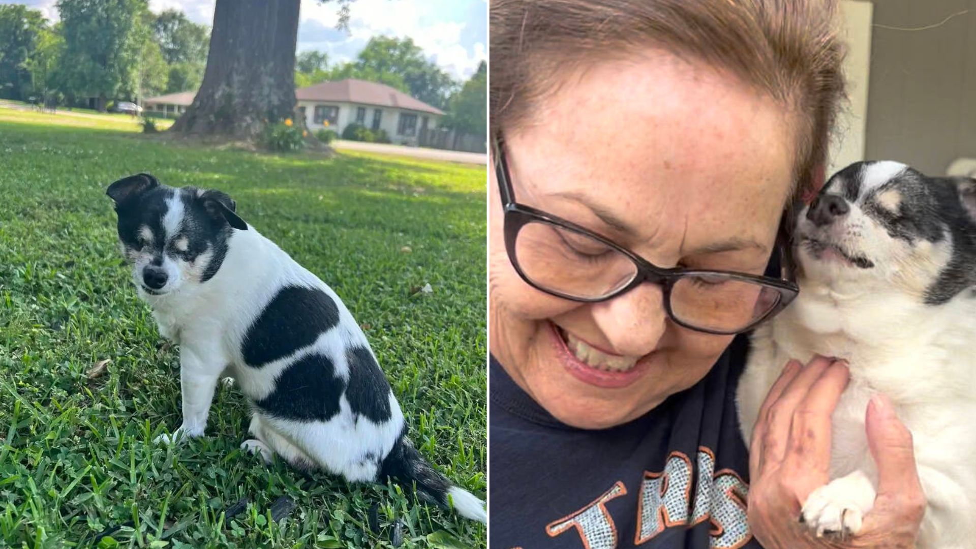 Blind Dog Loses It Every Time She Senses Her Favorite Human Is Near