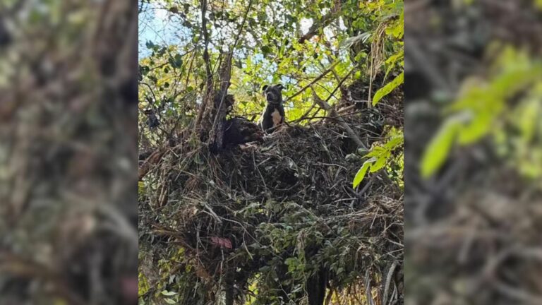dog stuck on the tree after hurricane