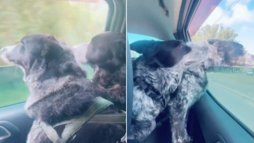 Couple Decided To Adopt A Dog Only To Learn That She Has A Brother, So
