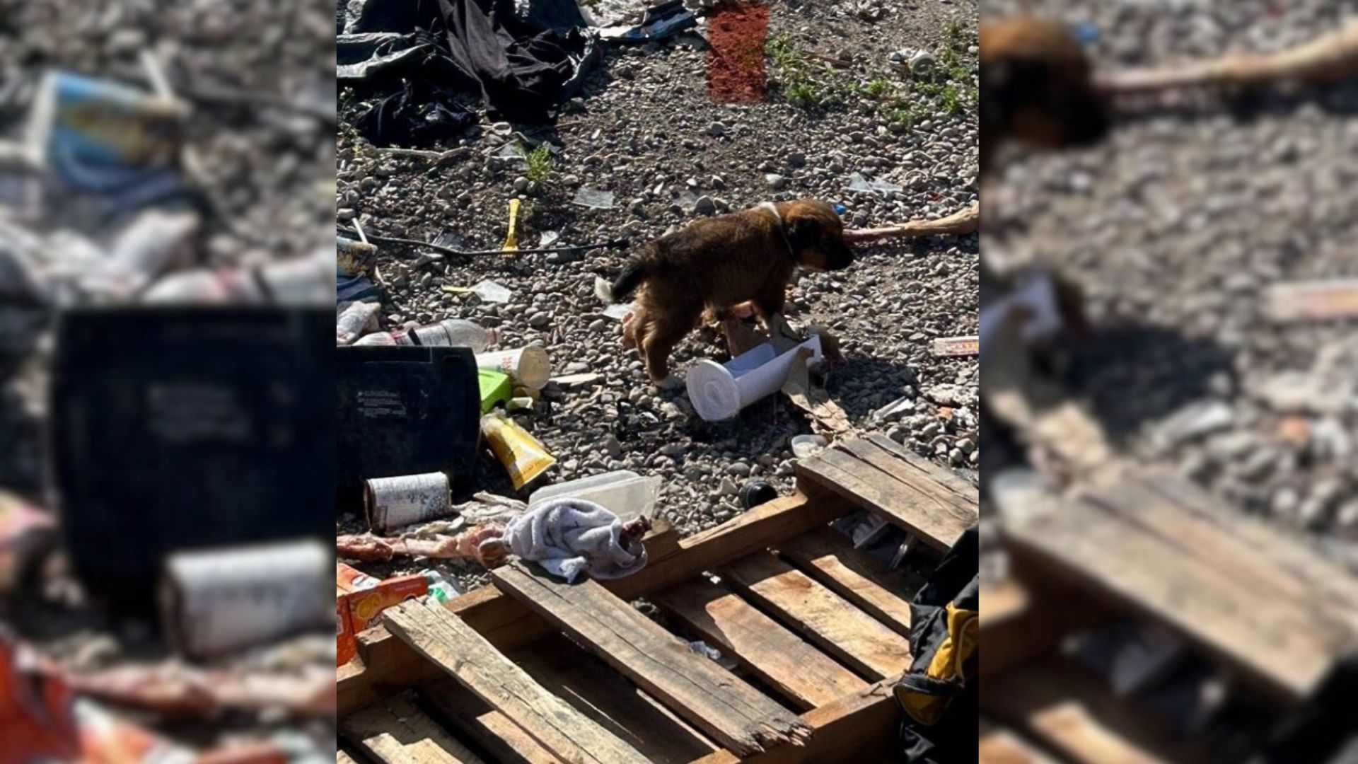 Couple Was Stunned After Finding A Puppy In The Trash So They Gave Him A New Home