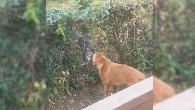 cute dog couple