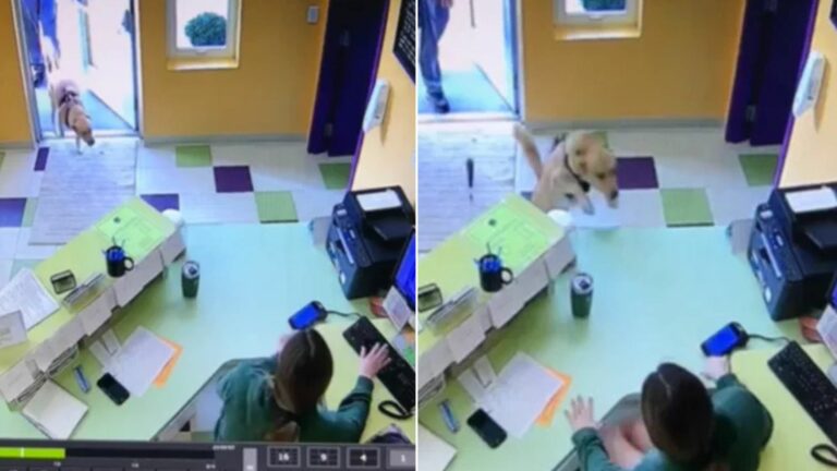 dog in a store
