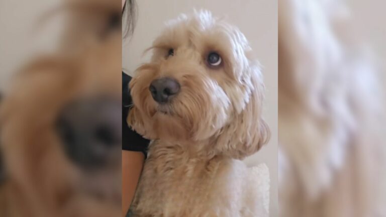 cute dog sitting