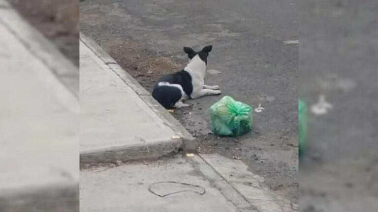 Owners Leave Dog With Only A Bag Of Her Beloved Toys, Then Someone Steals Them