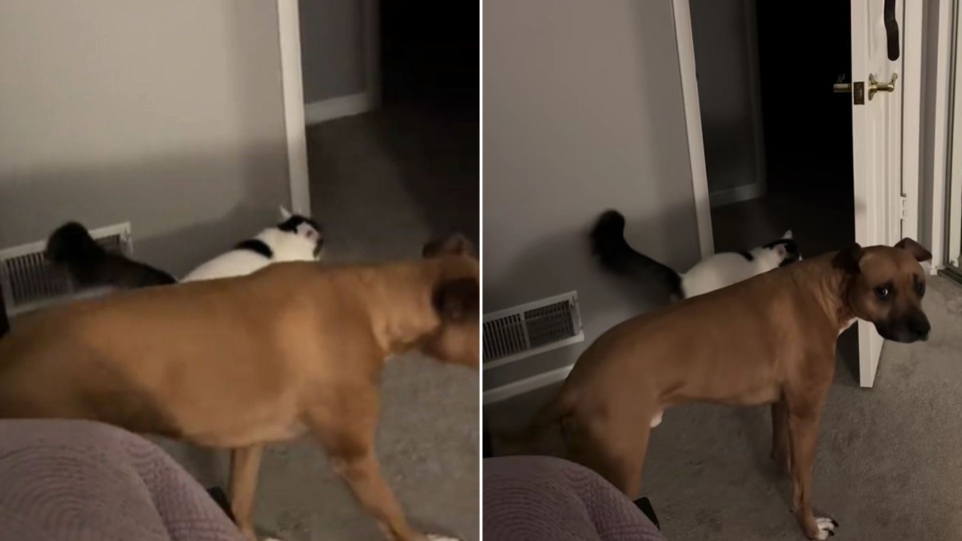 Watch This Cat Summoning Her Dog Buddy To Follow Her To A Mysterious Meeting