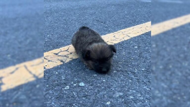 Extremely Tiny Pup Found Dumped On The Road