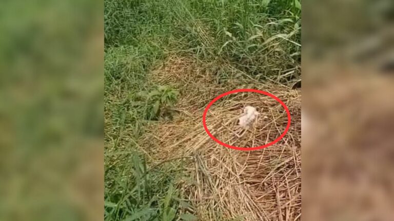 motionless puppy crying in bush