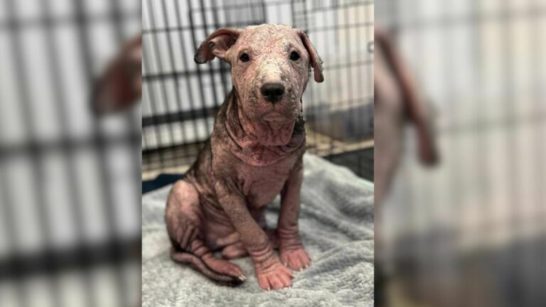 hairless dog facing euthanasia