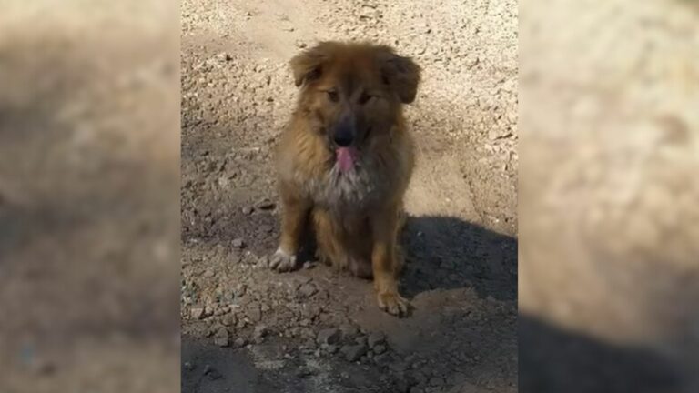 dog with injured body