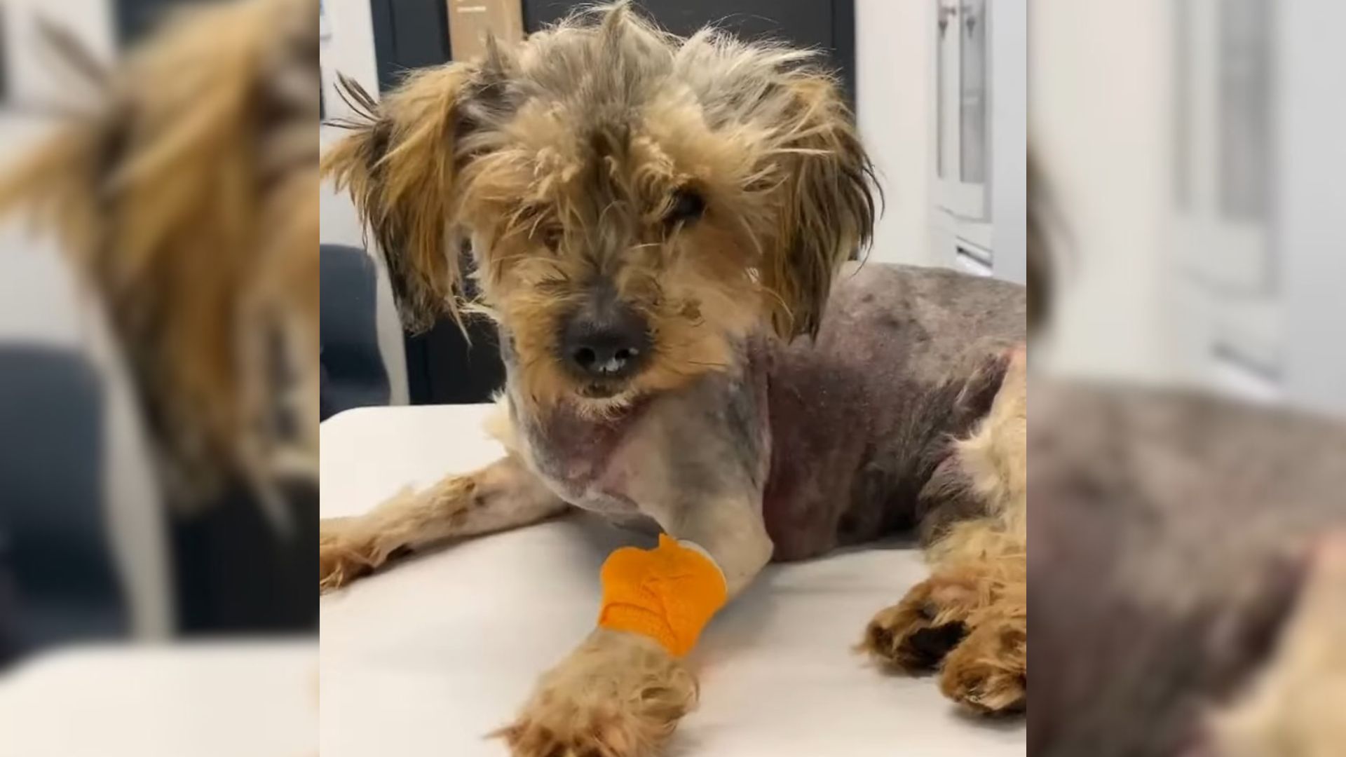 Sad Puppy Couldn’t Stop Crying After He Woke Up From A Coma Caused By Tragic Events